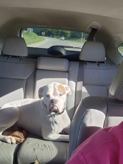Enlarge Archie, a Adoptable mixed breed in Gwinn, MI image 2/2