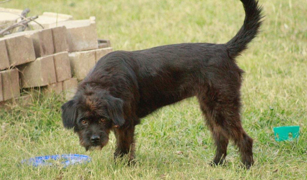 Betty, a Adoptable mixed breed in Dallas, TX image 3/3