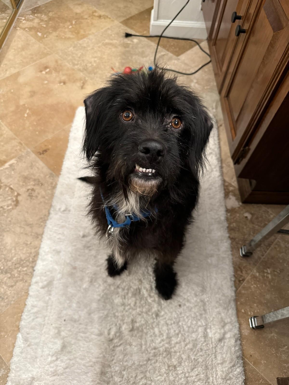 Enlarge Betty, a Adoptable mixed breed in Dallas, TX image 1/3