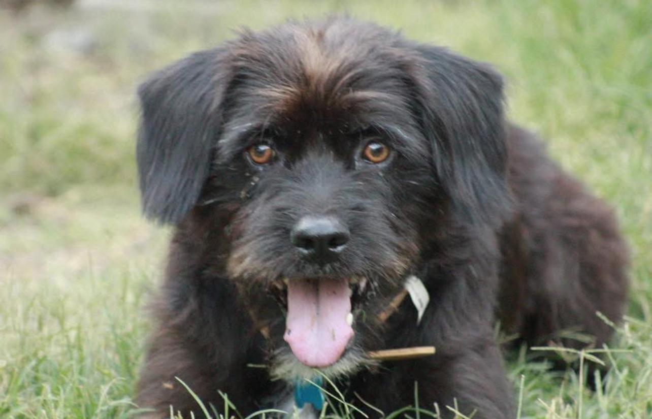 Betty, a Adoptable mixed breed in Dallas, TX image 1/3