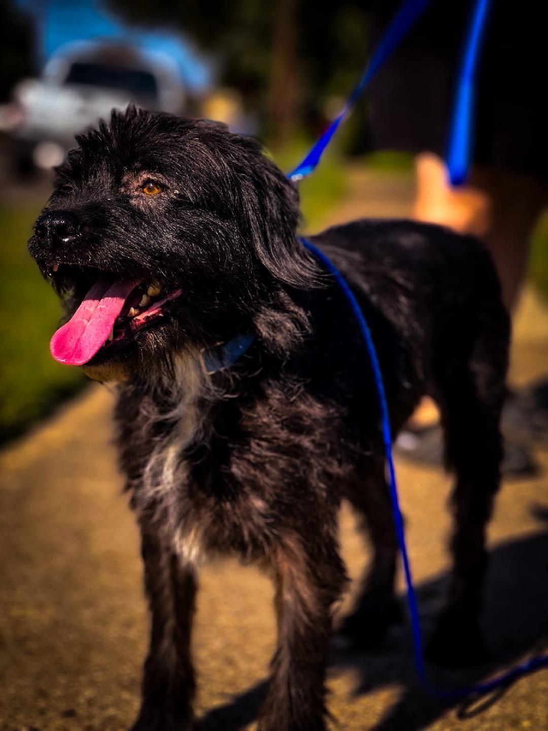 Enlarge Betty, a Adoptable mixed breed in Dallas, TX image 2/3