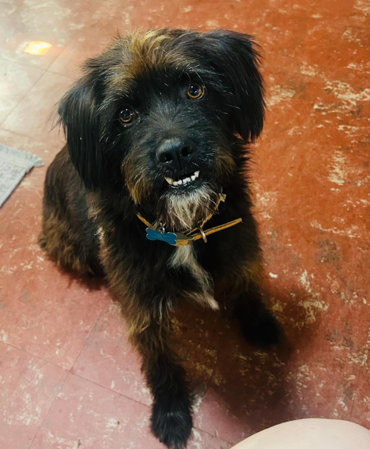 Betty, a Adoptable mixed breed in Dallas, TX image 2/3