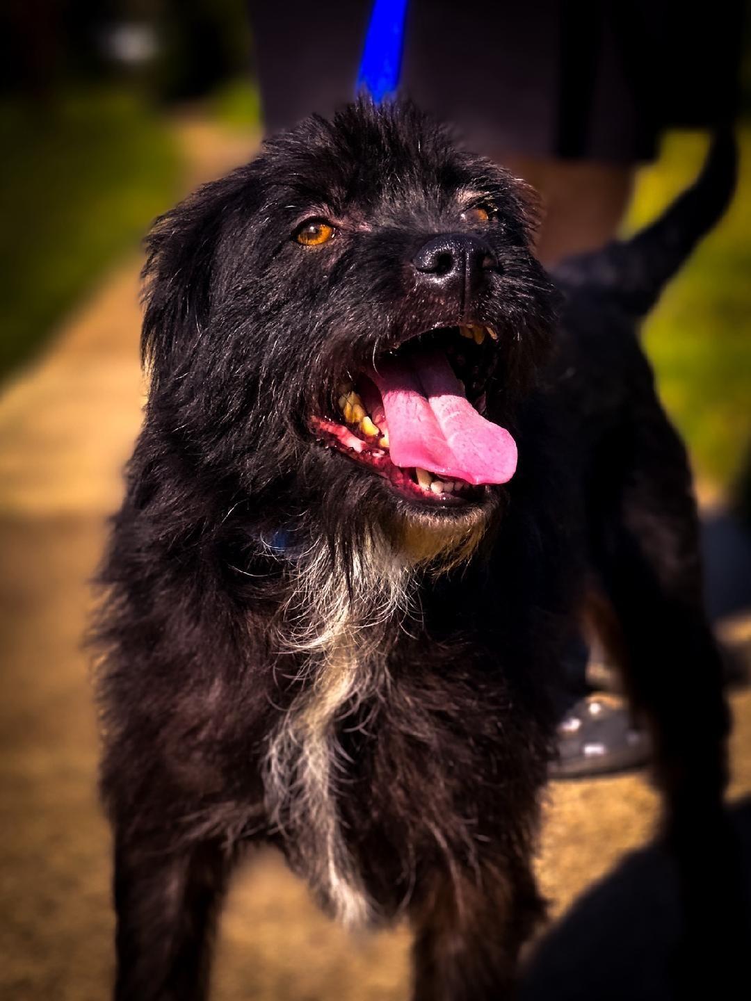 Enlarge Betty, a Adoptable mixed breed in Dallas, TX image 3/3