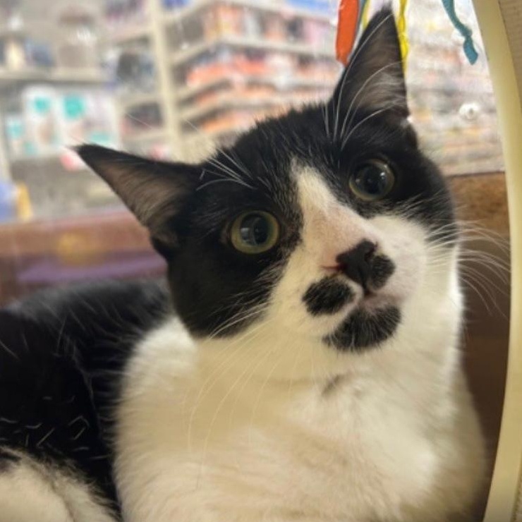 Liv (Female Kitten), a Adoptable Domestic Short Hair in San Francisco, CA image 1/3