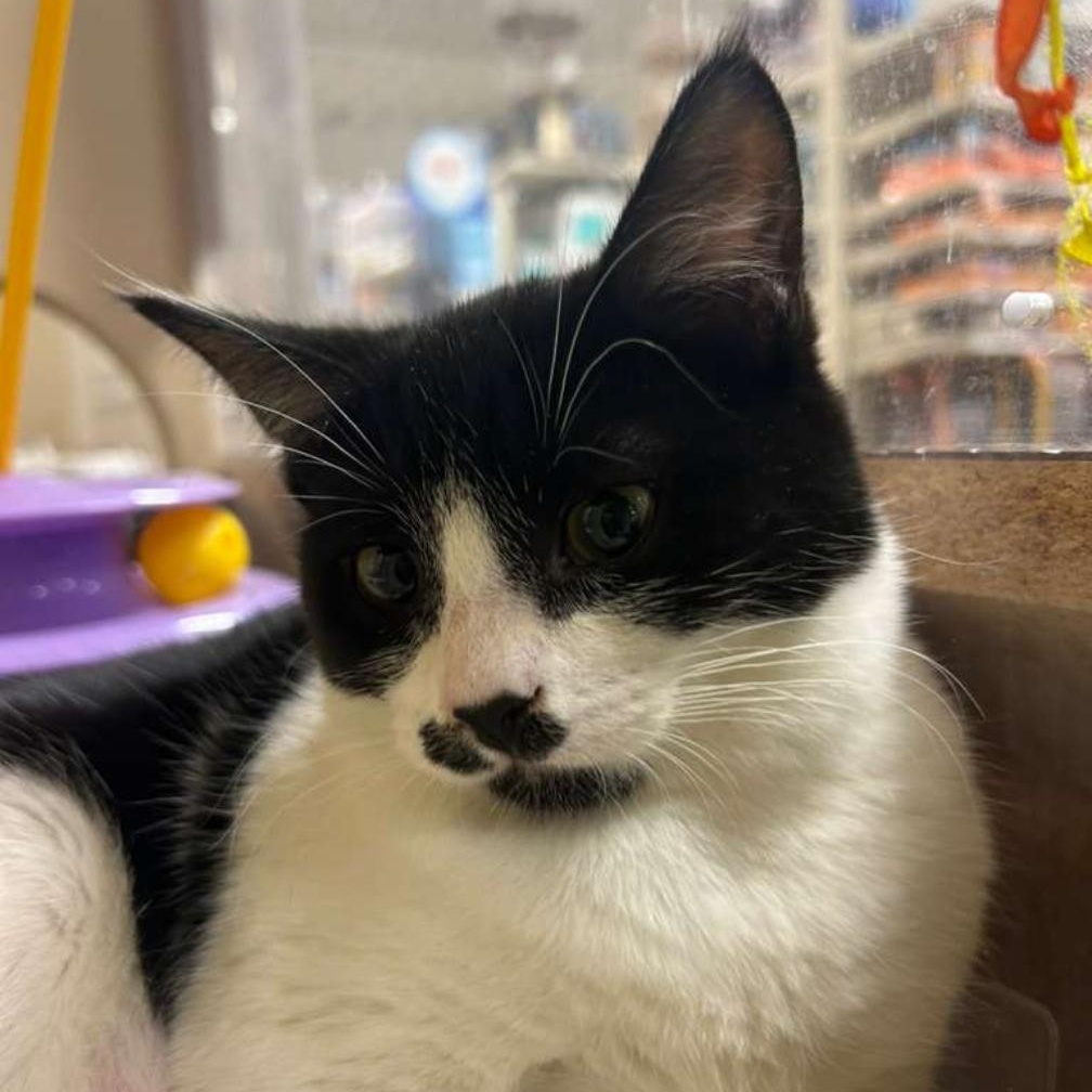 Liv (Female Kitten), a Adoptable Domestic Short Hair in San Francisco, CA image 3/3