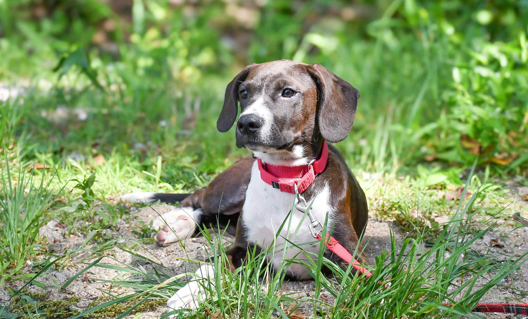 Artimis in NH! Come Meet our Adoptable Dogs Wednesday-Saturday. More info in Bio!