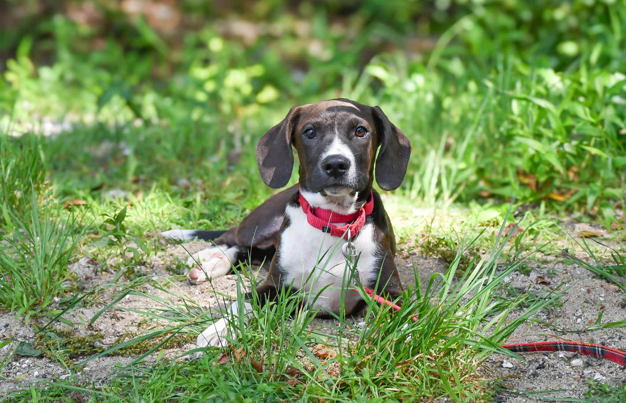 Artimis in NH! Come Meet our Adoptable Dogs Wednesday-Saturday. More info in Bio!