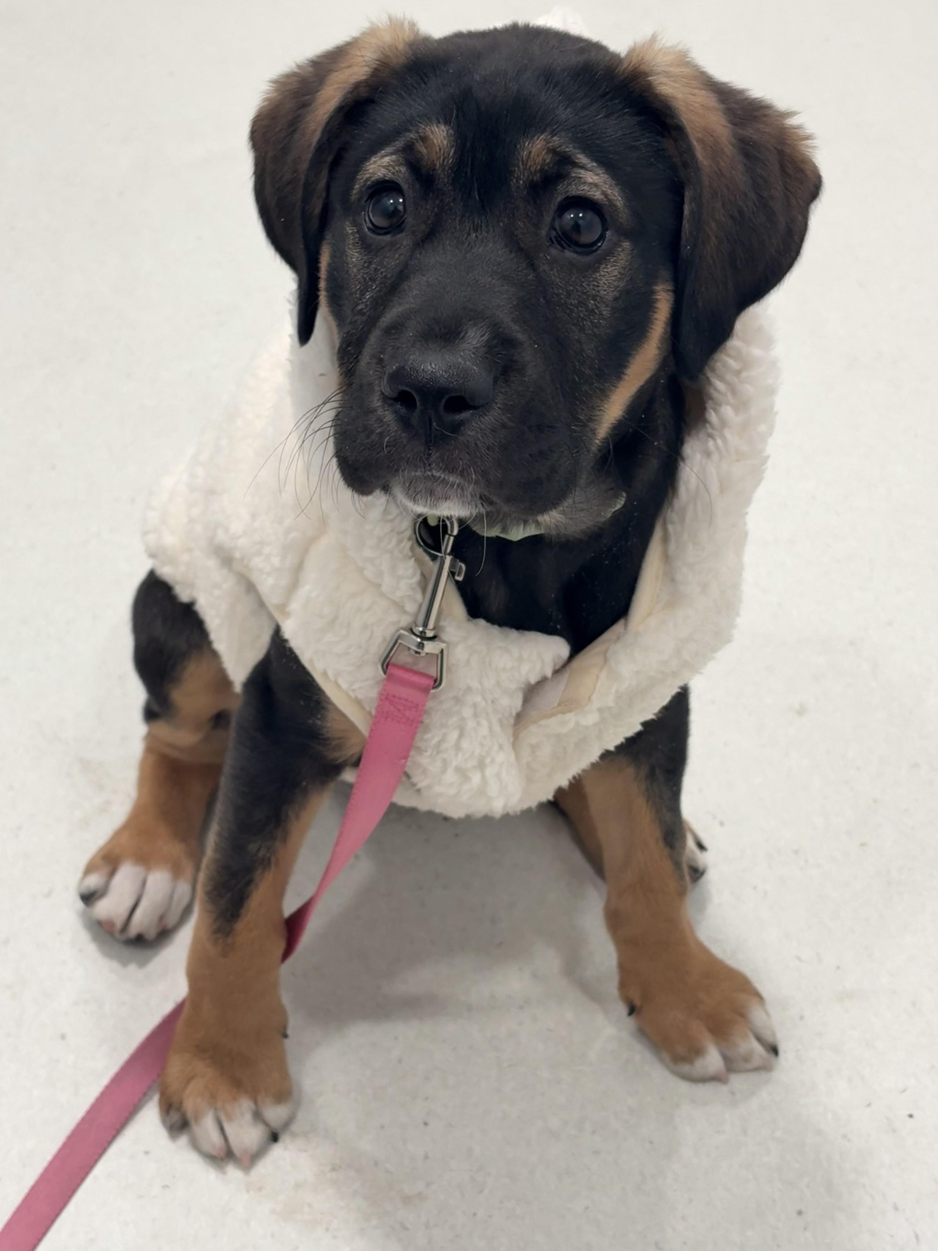 Coco, ADOPTABLE, Puppy Female Shepherd.