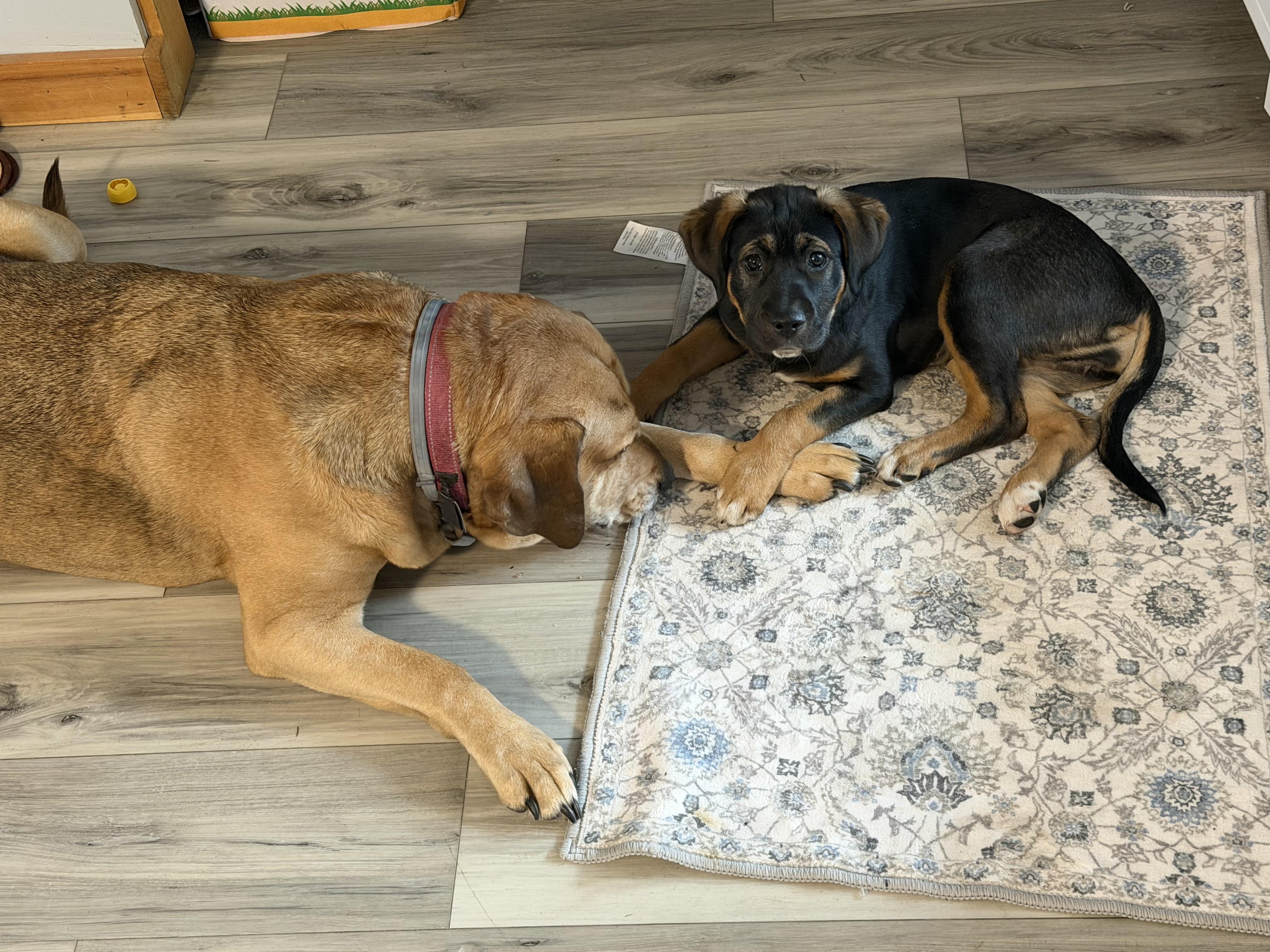 Coco, a ADOPTABLE mixed breed in Hillsdale, NY image 5/5