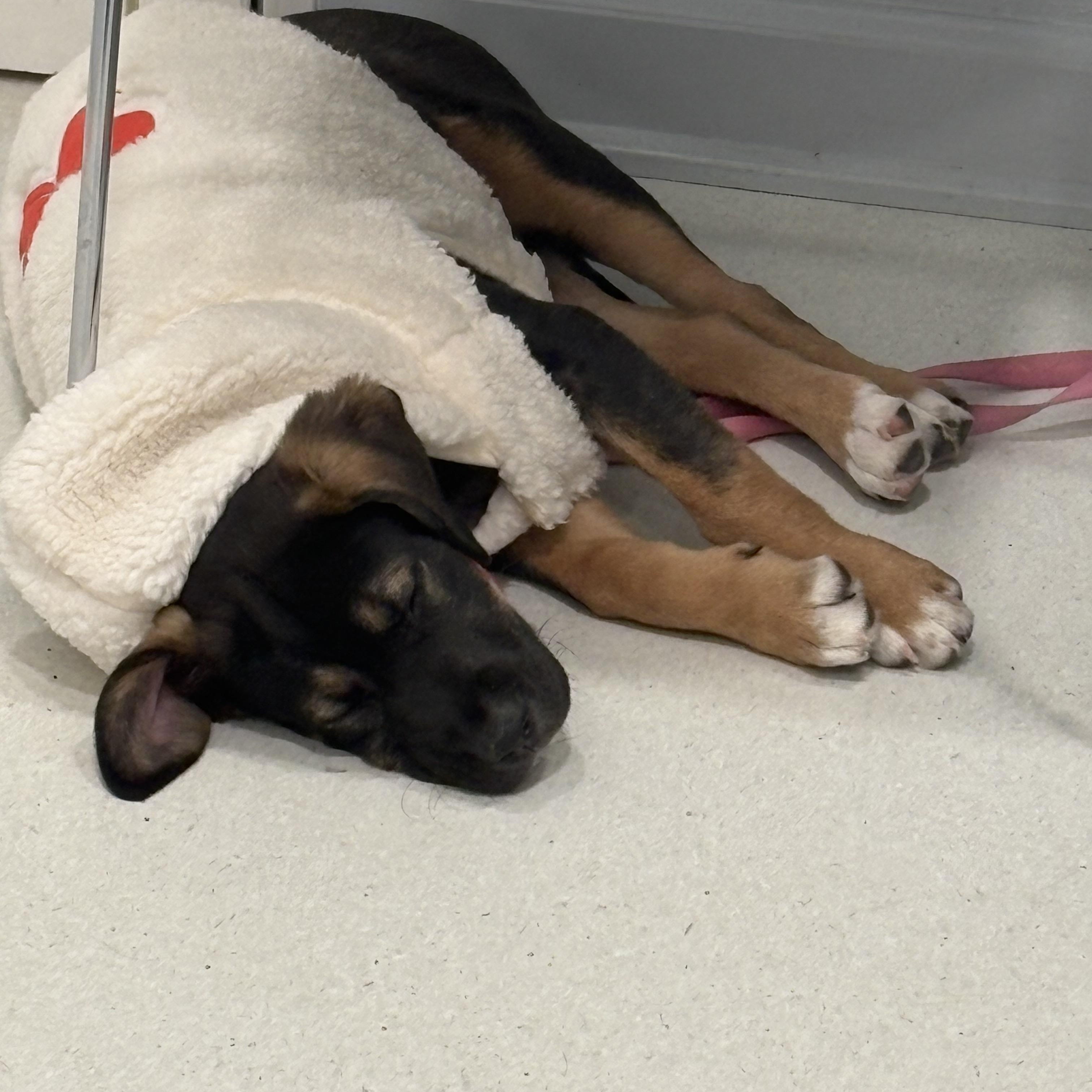 Coco, a ADOPTABLE mixed breed in Hillsdale, NY image 4/5