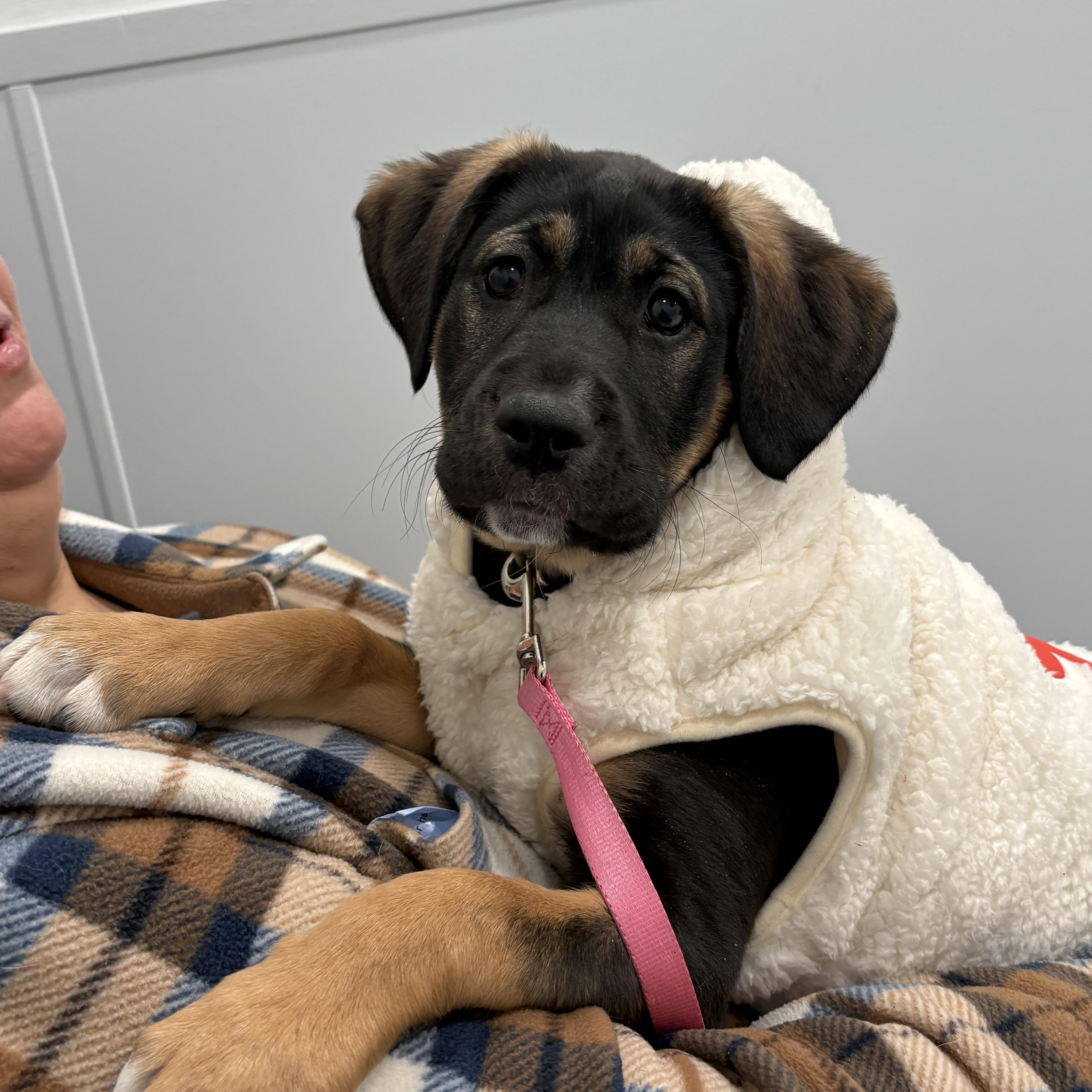 Coco, a ADOPTABLE mixed breed in Hillsdale, NY image 2/5