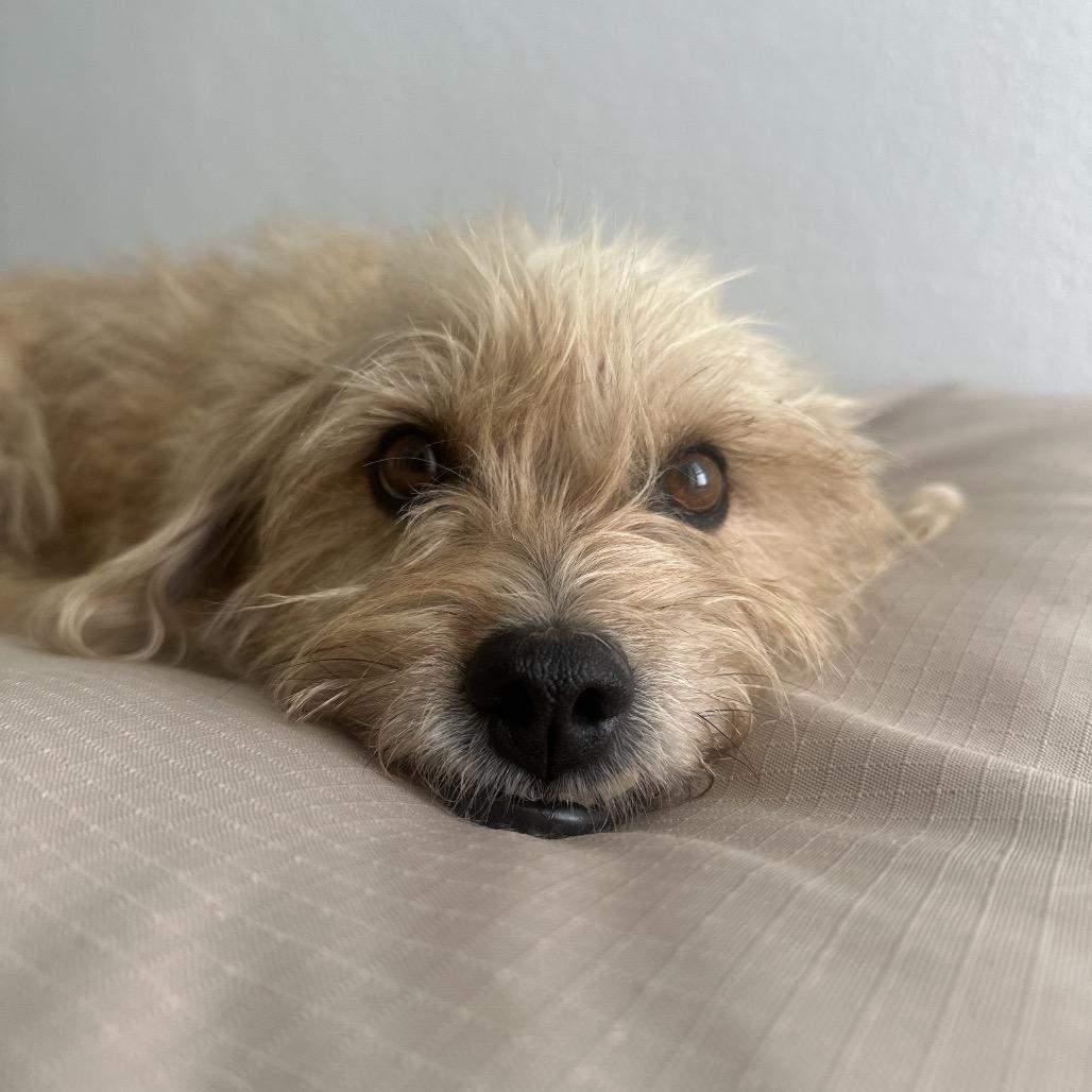 Ginger, Adoptable, Adult Female Wirehaired Terrier.