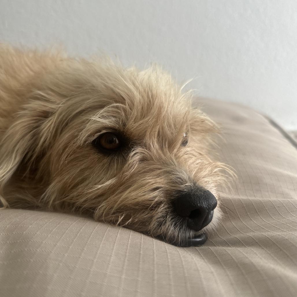 Enlarge Ginger, a Adoptable Wirehaired Terrier in Rio Grande, PR image 2/2