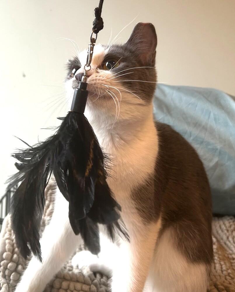 Mochi, a Adoptable mixed breed in Mooresville, NC image 2/2