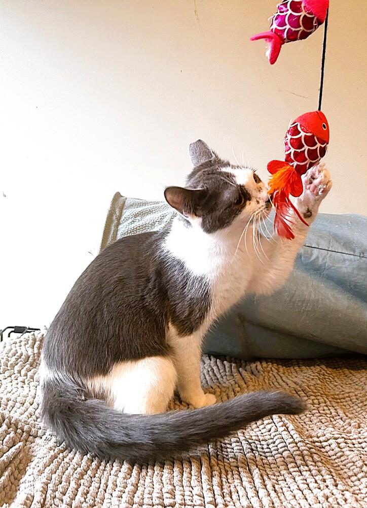 Enlarge Mochi, a Adoptable mixed breed in Mooresville, NC image 2/2