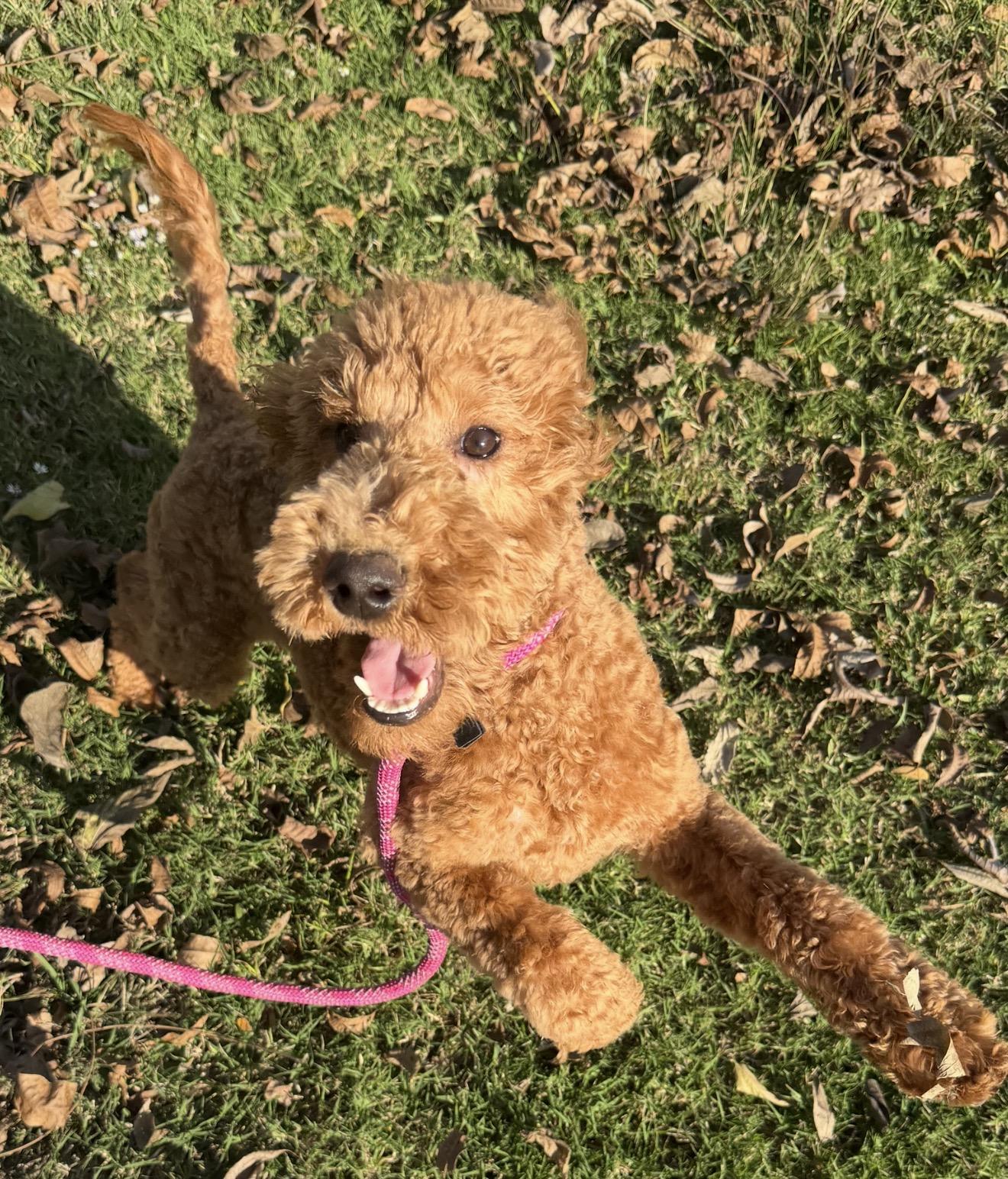 Enlarge Moana, an adopted Goldendoodle in Westerly, RI image 3/3