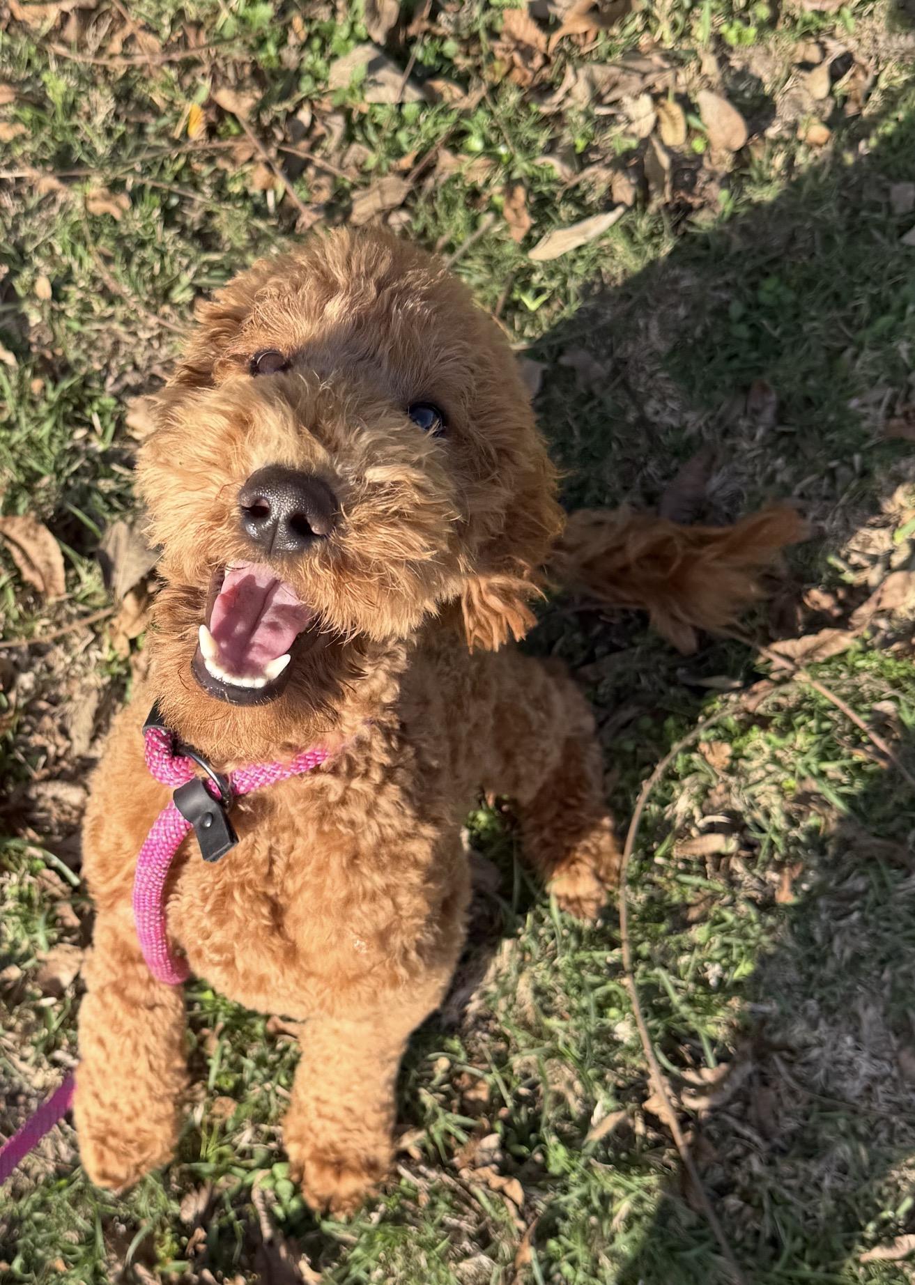 Enlarge Moana, an adopted Goldendoodle in Westerly, RI image 2/3