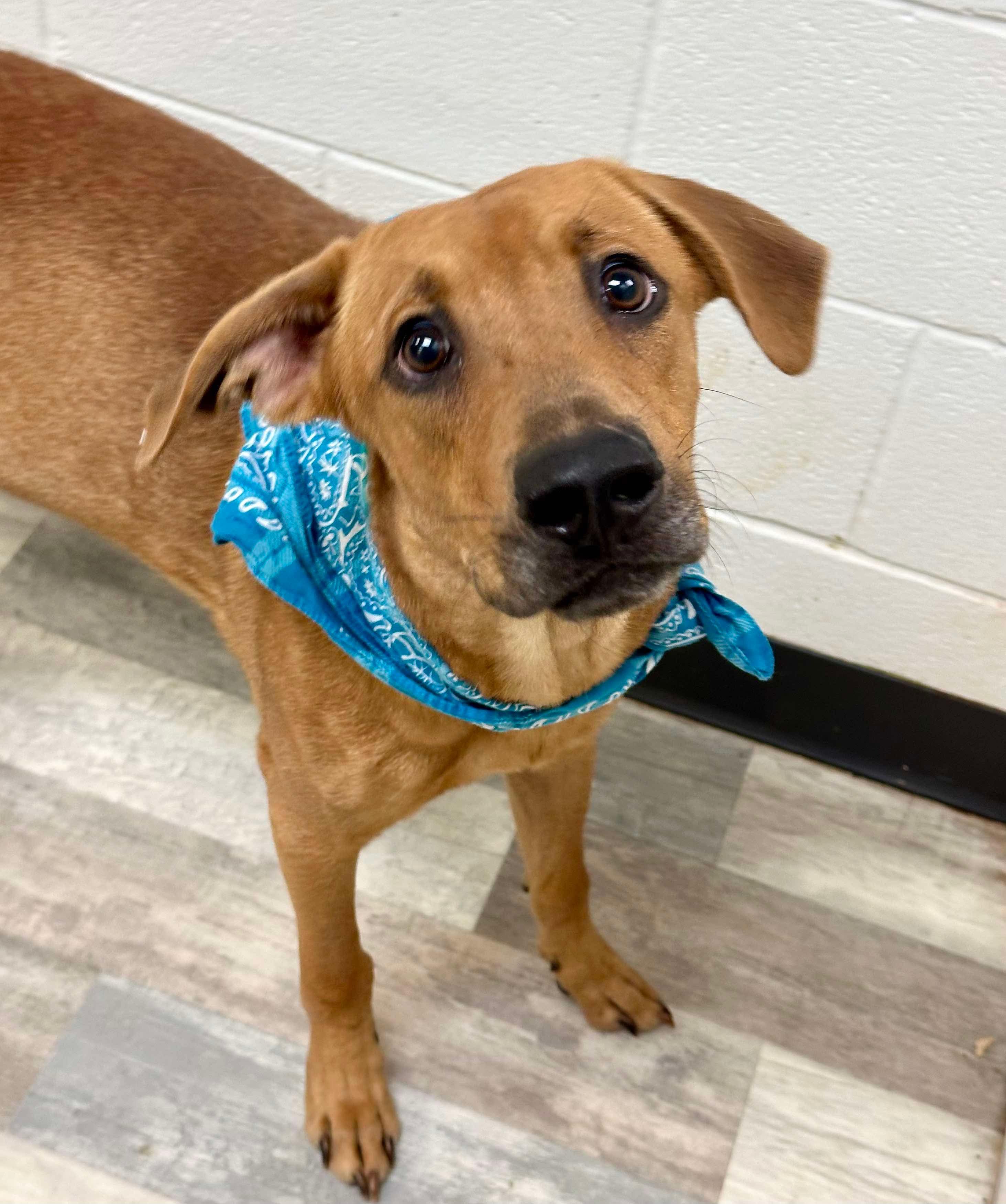 Enlarge Davey aka BO, a ADOPTABLE mixed breed in Olympia, WA image 1/6