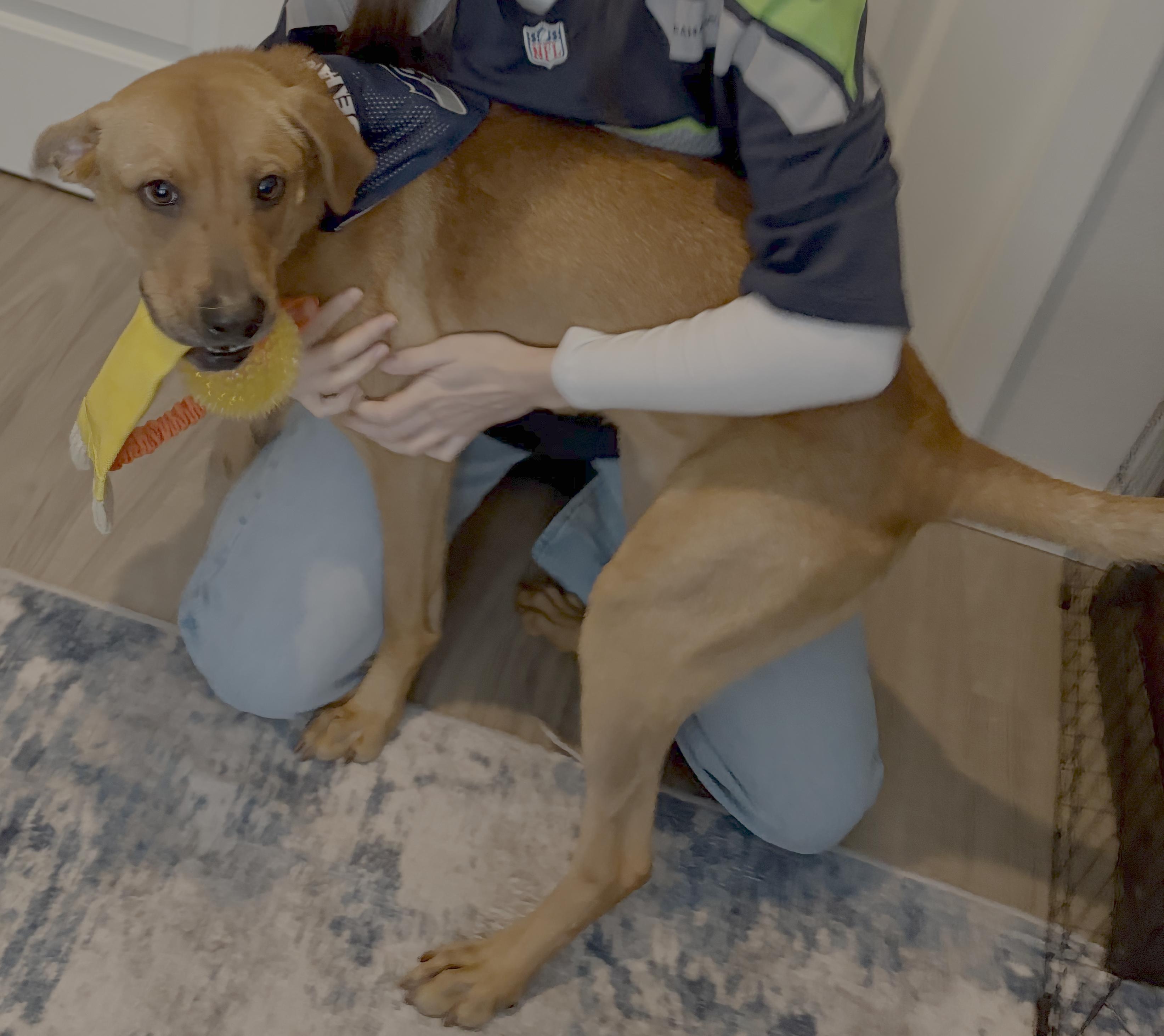 Enlarge Davey aka BO, a ADOPTABLE mixed breed in Olympia, WA image 5/6