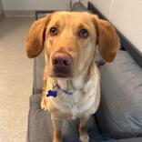 Enlarge Zoey, a ADOPTABLE Mixed Breed in Lansing, MI image 3/3