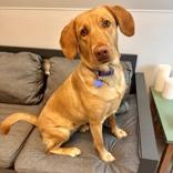 Enlarge Zoey, a ADOPTABLE Mixed Breed in Lansing, MI image 2/3