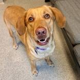 Zoey, ADOPTABLE, Adult Female Mixed Breed.