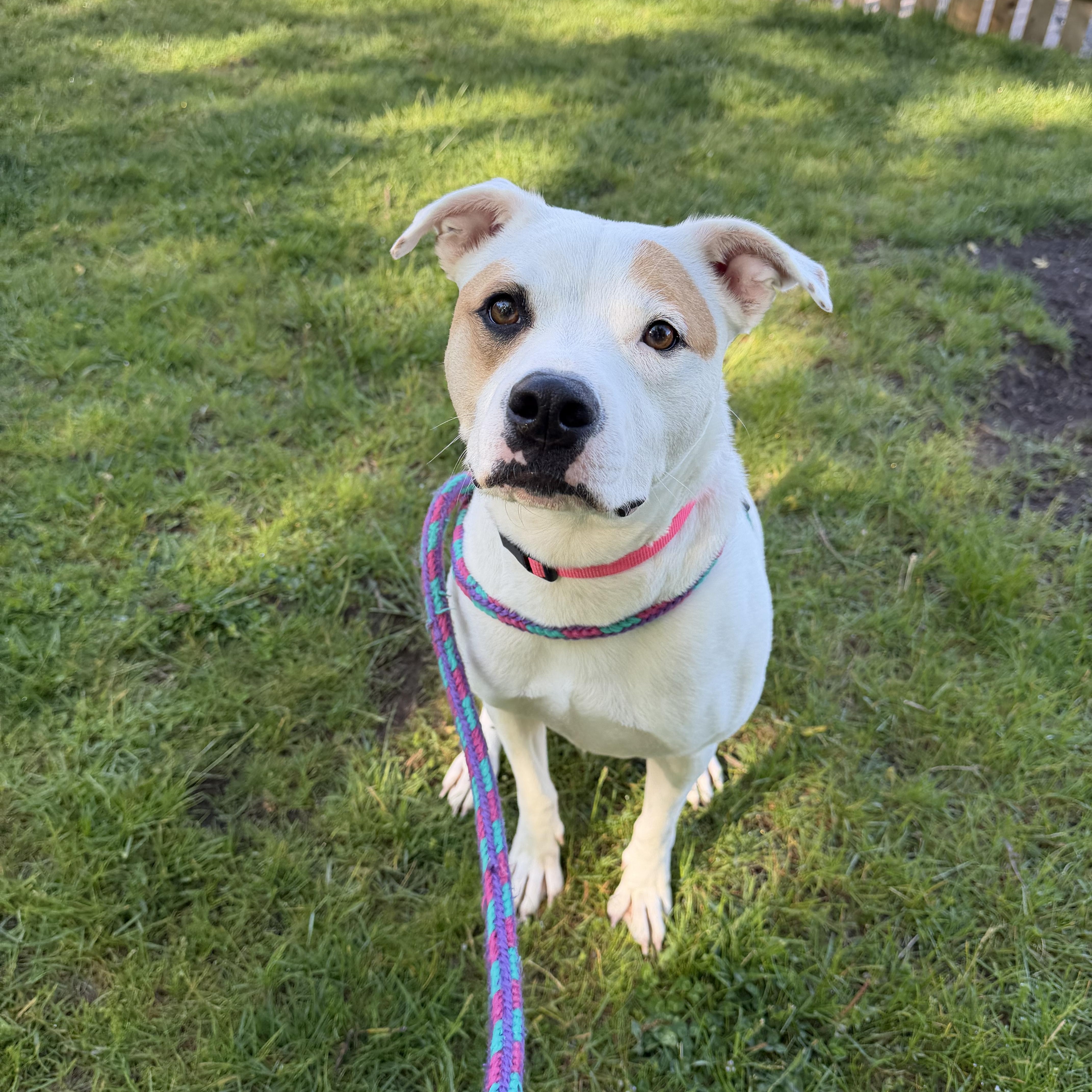 Enlarge Josie, a ADOPTABLE mixed breed in Cumberland, RI image 2/6