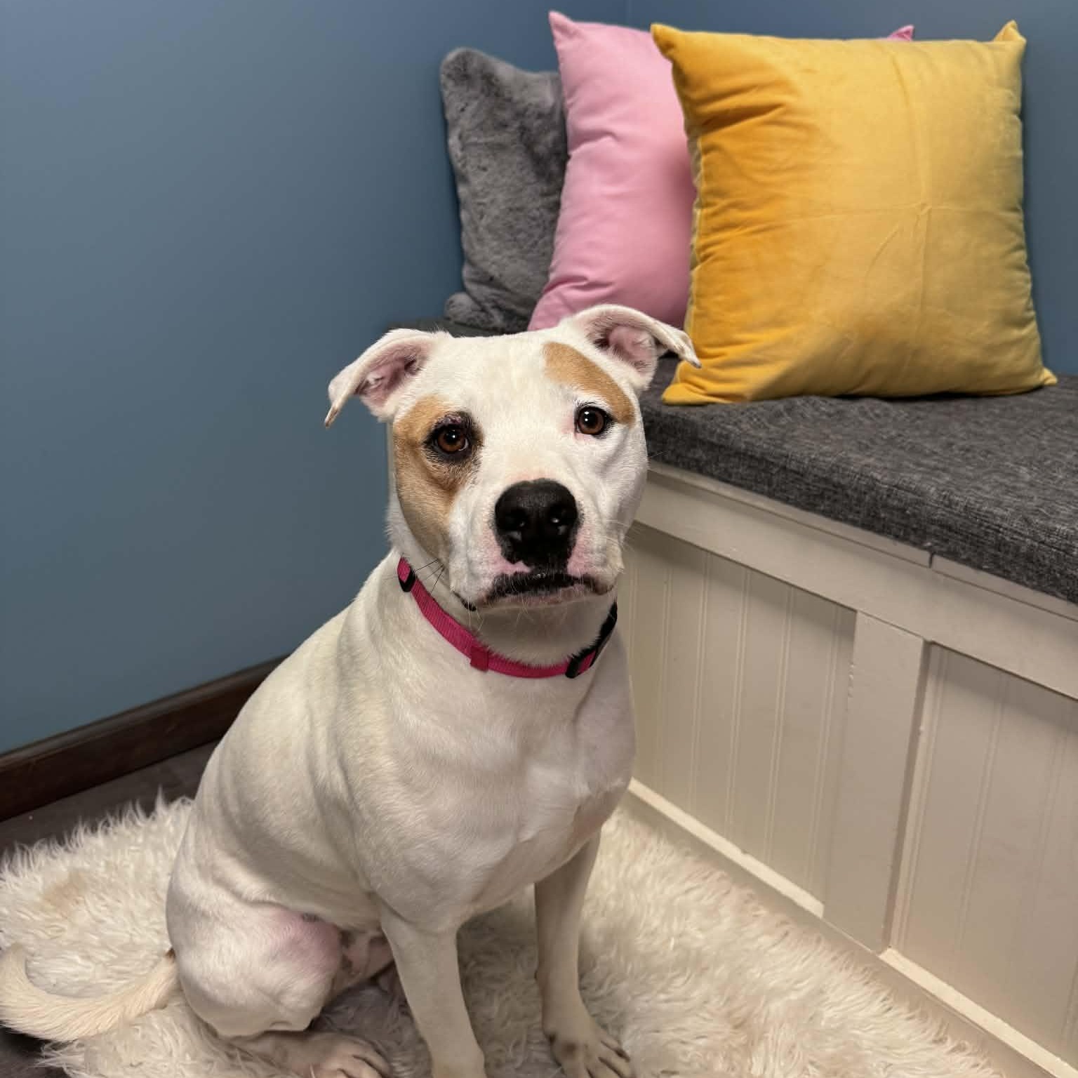 Enlarge Josie, a ADOPTABLE mixed breed in Cumberland, RI image 3/6