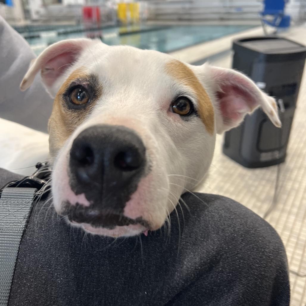 Enlarge Josie, a ADOPTABLE mixed breed in Cumberland, RI image 5/6