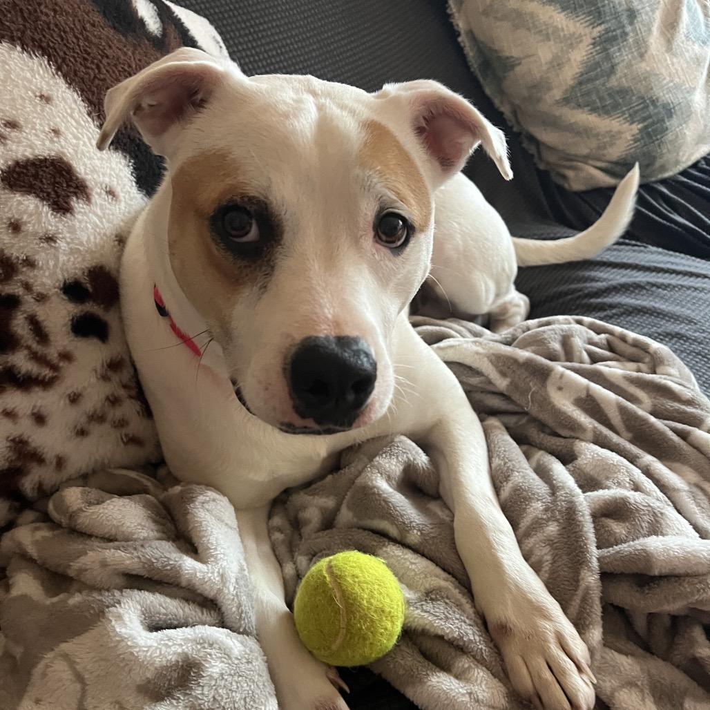 Enlarge Josie, a ADOPTABLE mixed breed in Cumberland, RI image 4/6
