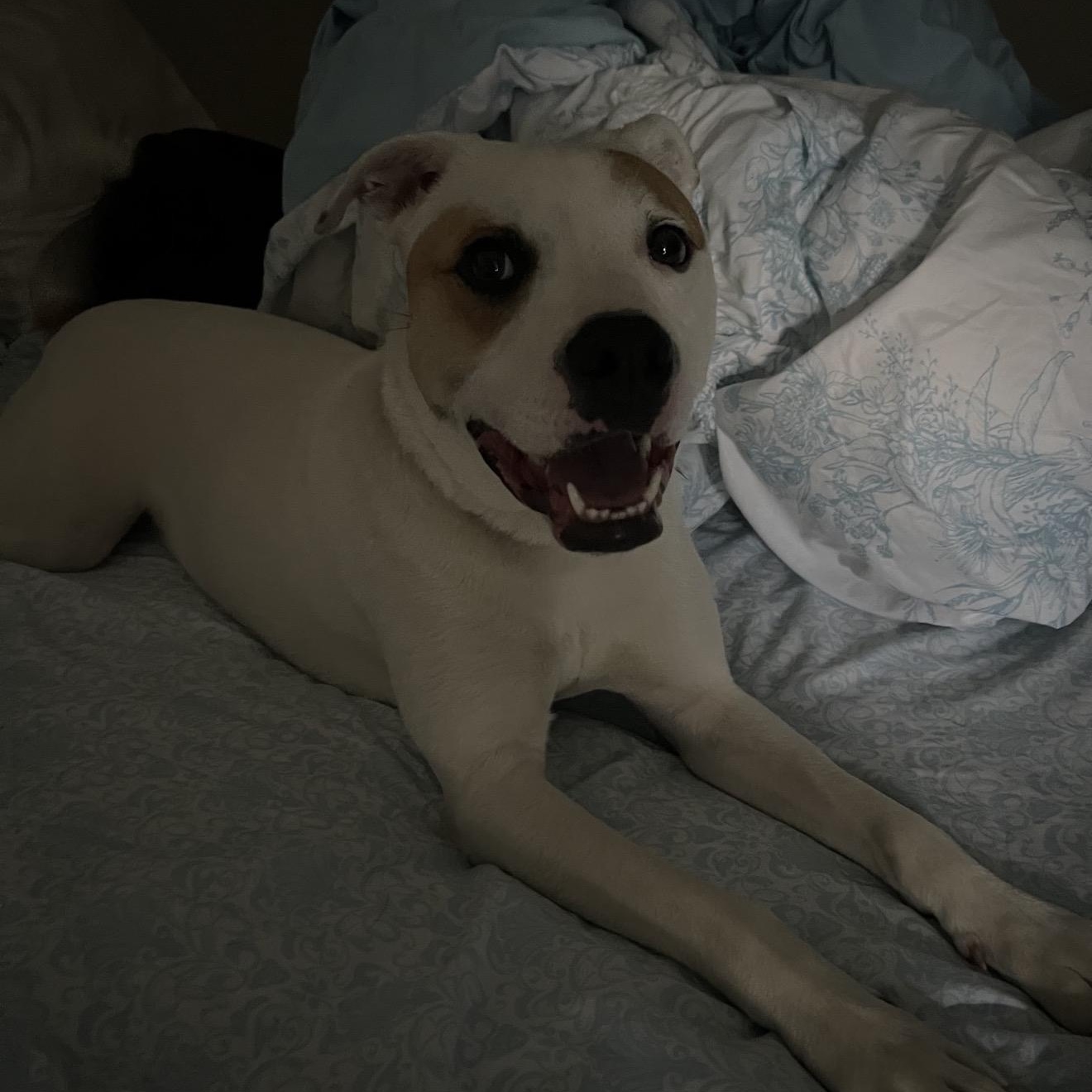 Enlarge Josie, a ADOPTABLE mixed breed in Cumberland, RI image 6/6