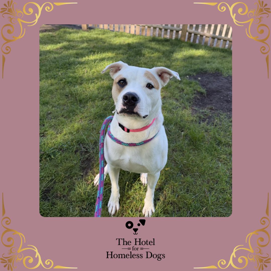 Josie, ADOPTABLE, Young Female American Staffordshire Terrier.
