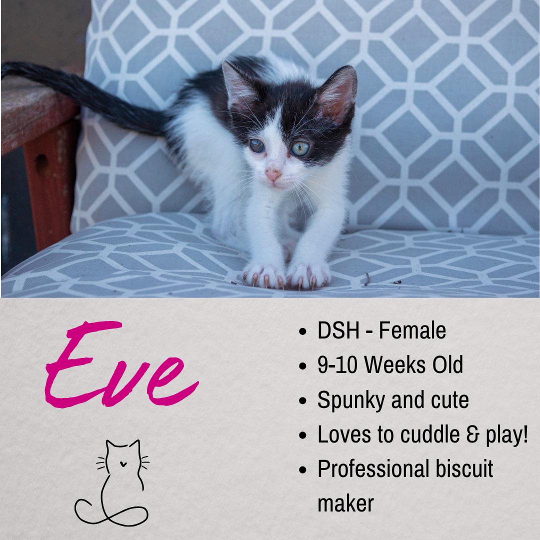 Enlarge Eve, a ADOPTABLE Domestic Short Hair in Junction City, KS image 1/1