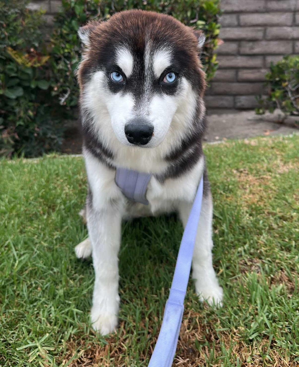 Enlarge Eevee, a Adopted Pomsky in South Pasadena, CA image 1/5