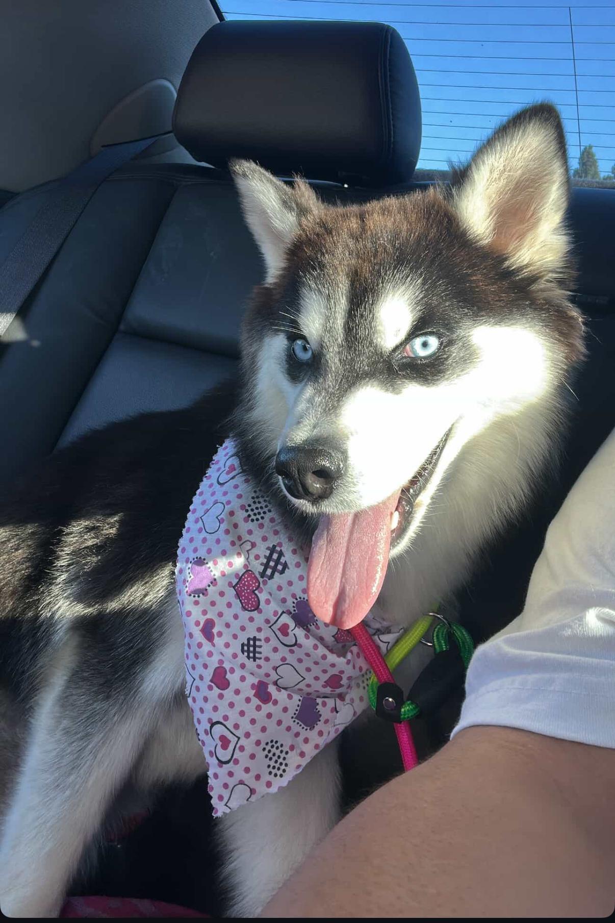 Eevee, an adoptable Pomsky in South Pasadena, CA, 91030 | Photo Image 1