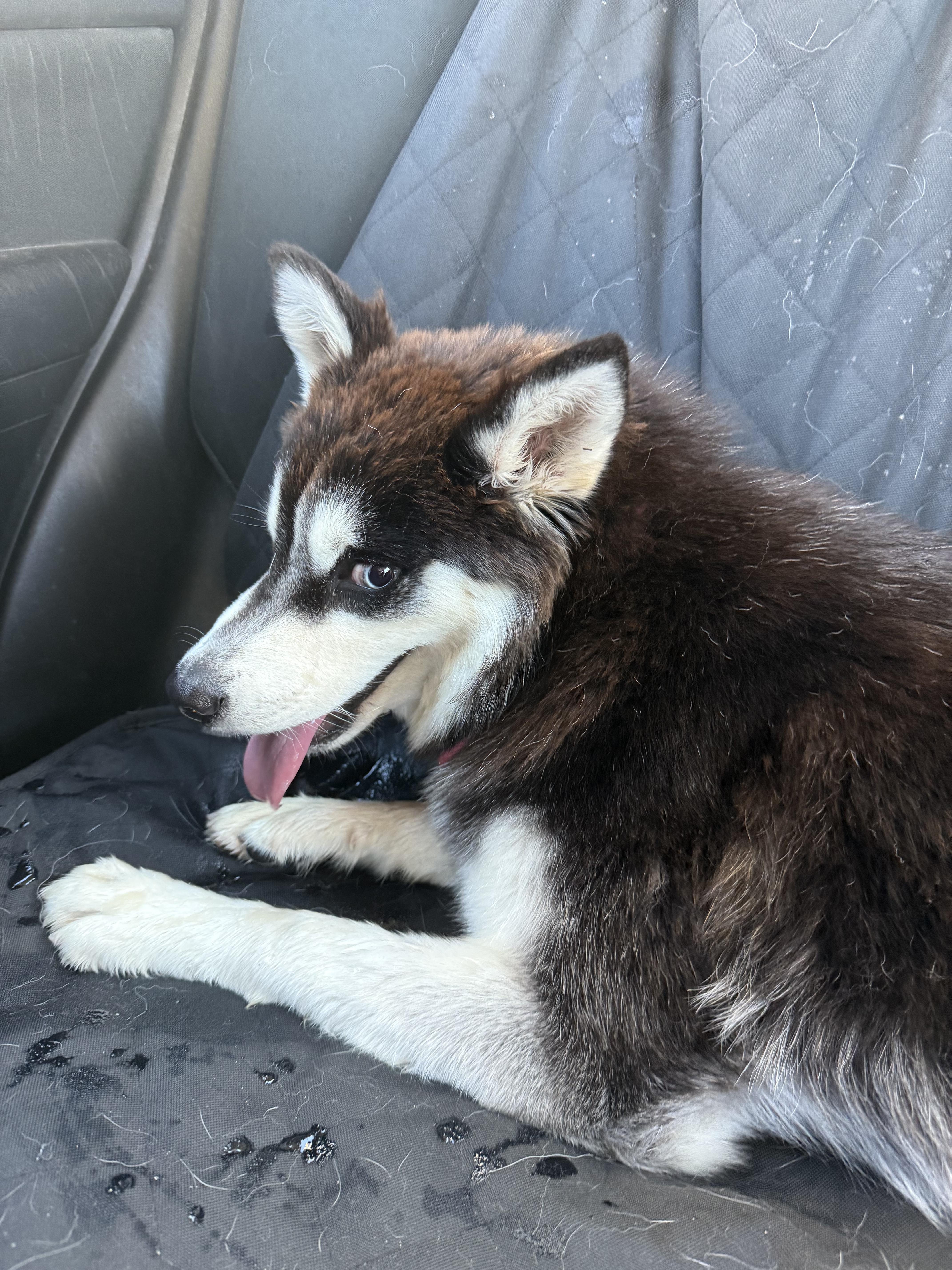 Enlarge Eevee, a Adopted Pomsky in South Pasadena, CA image 3/5