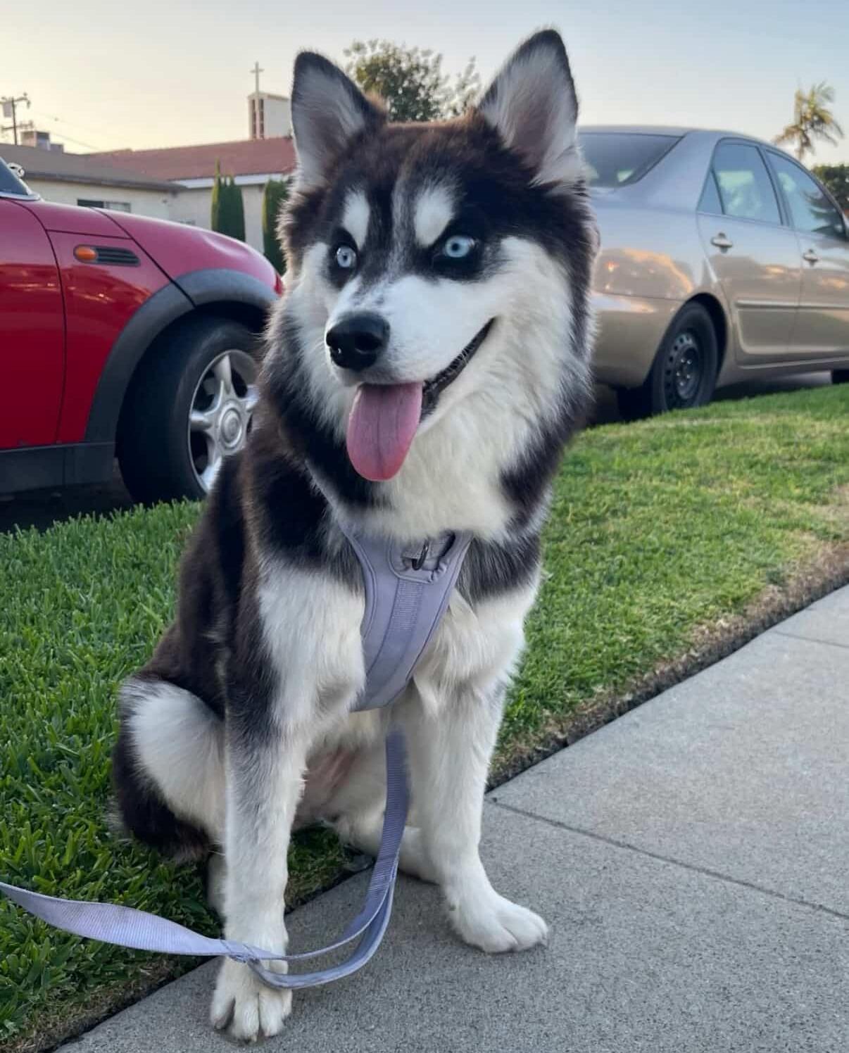 Enlarge Eevee, a Adopted Pomsky in South Pasadena, CA image 4/5