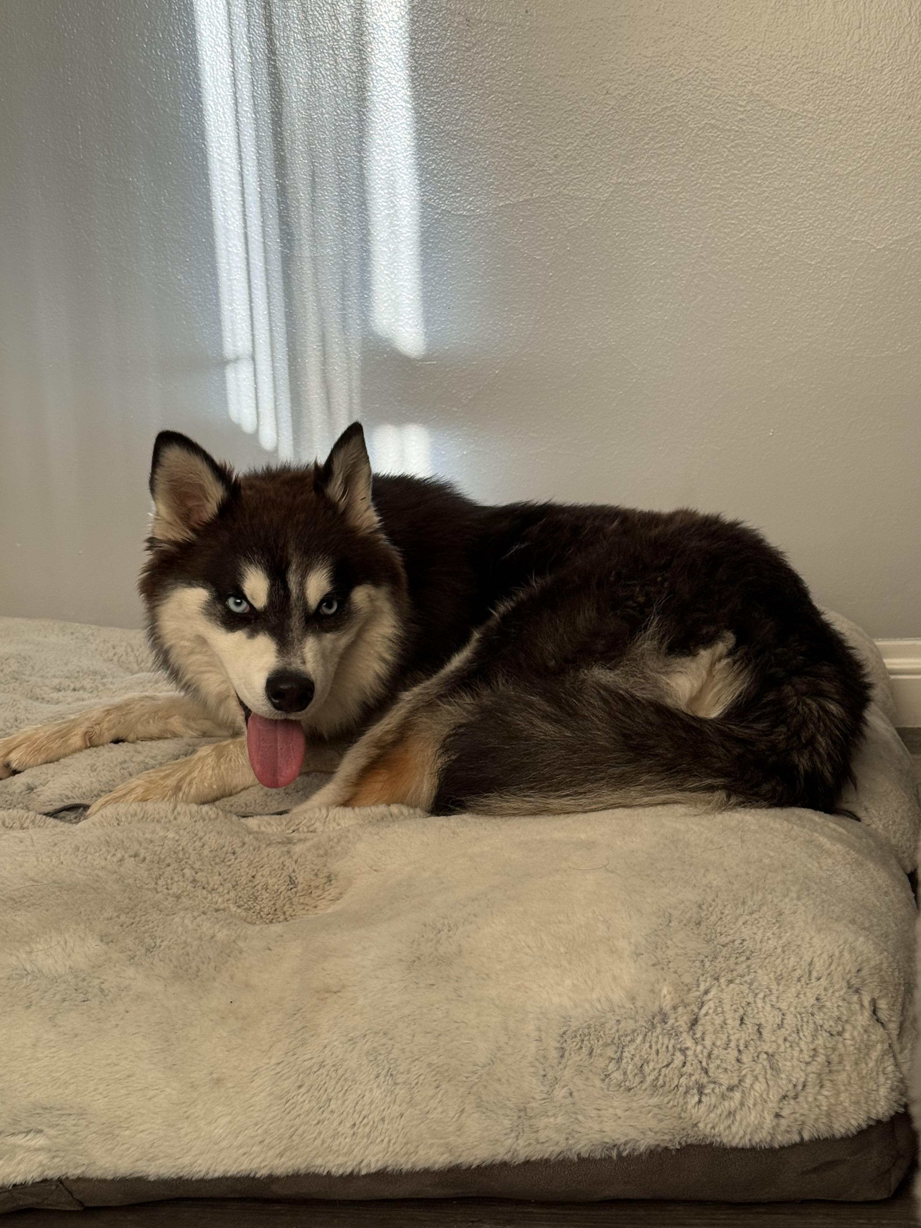 Enlarge Eevee, a Adopted Pomsky in South Pasadena, CA image 5/5