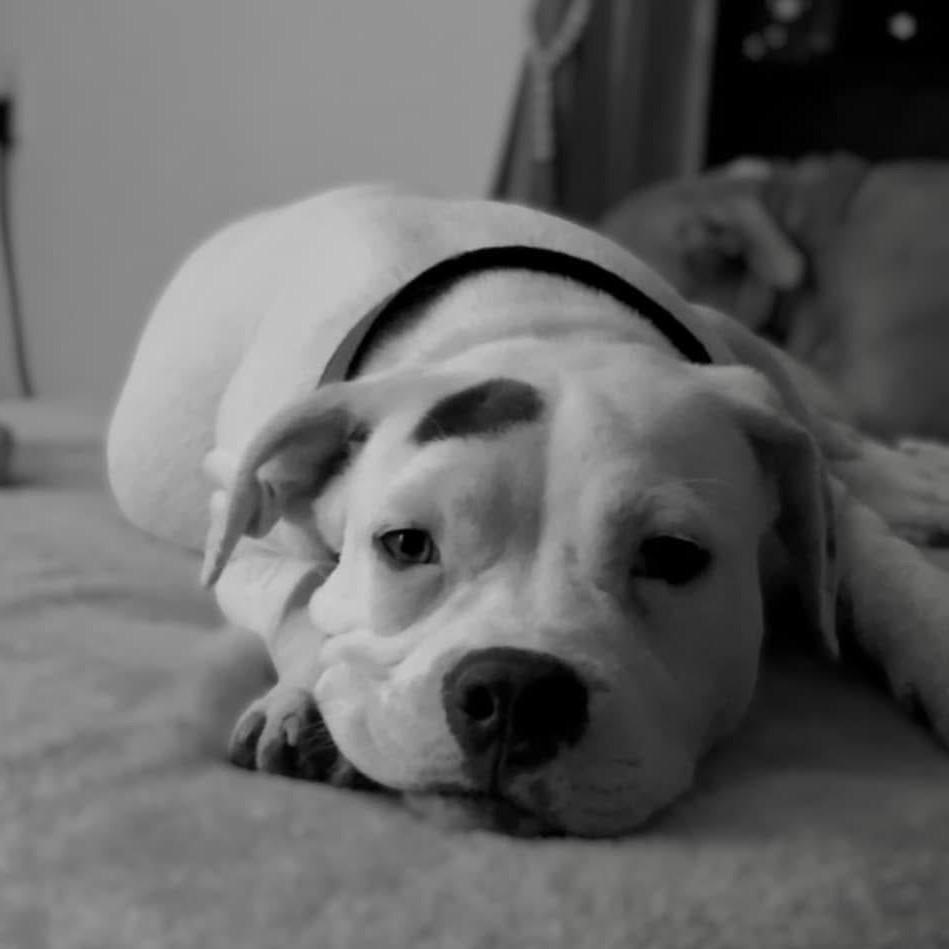 Azaria, Adoptable, Adult Female Boxer & Pit Bull Terrier.