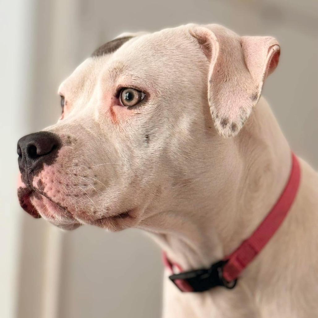 Enlarge Azaria, a Adoptable mixed breed in Madisonville, KY image 2/2