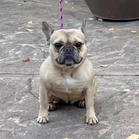 Enlarge Francine, a ADOPTABLE French Bulldog in Folsom, CA image 5/6