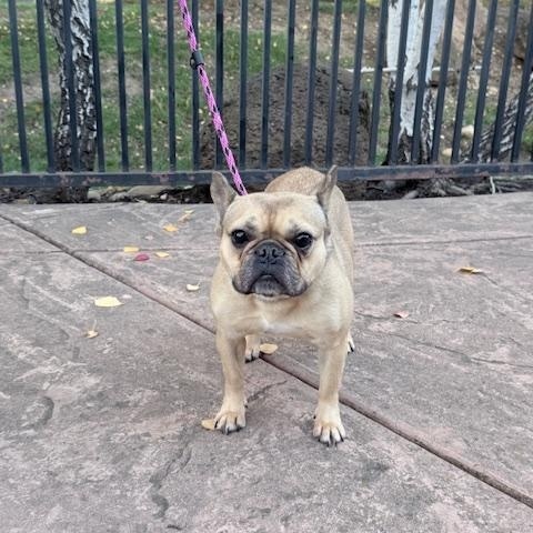 Enlarge Francine, a ADOPTABLE French Bulldog in Folsom, CA image 4/6