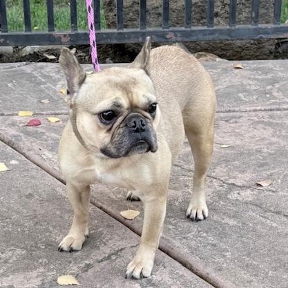 Enlarge Francine, a ADOPTABLE French Bulldog in Folsom, CA image 6/6