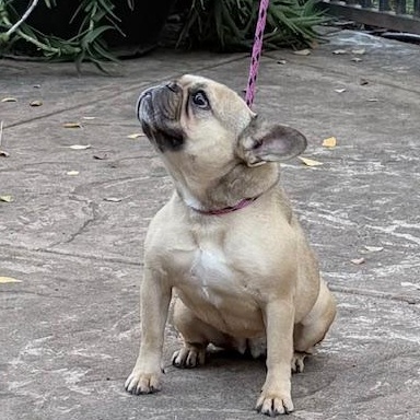 Francine, ADOPTABLE, Adult Female French Bulldog.
