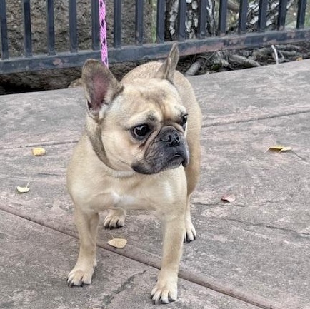 Enlarge Francine, a ADOPTABLE French Bulldog in Folsom, CA image 3/6
