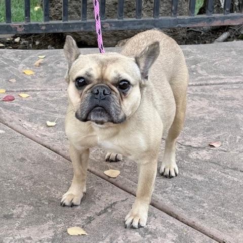 Enlarge Francine, a ADOPTABLE French Bulldog in Folsom, CA image 2/6