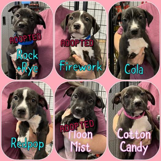 Enlarge Faygo litter - puppies, an adoptable mixed breed in Traverse City, MI image 1/1