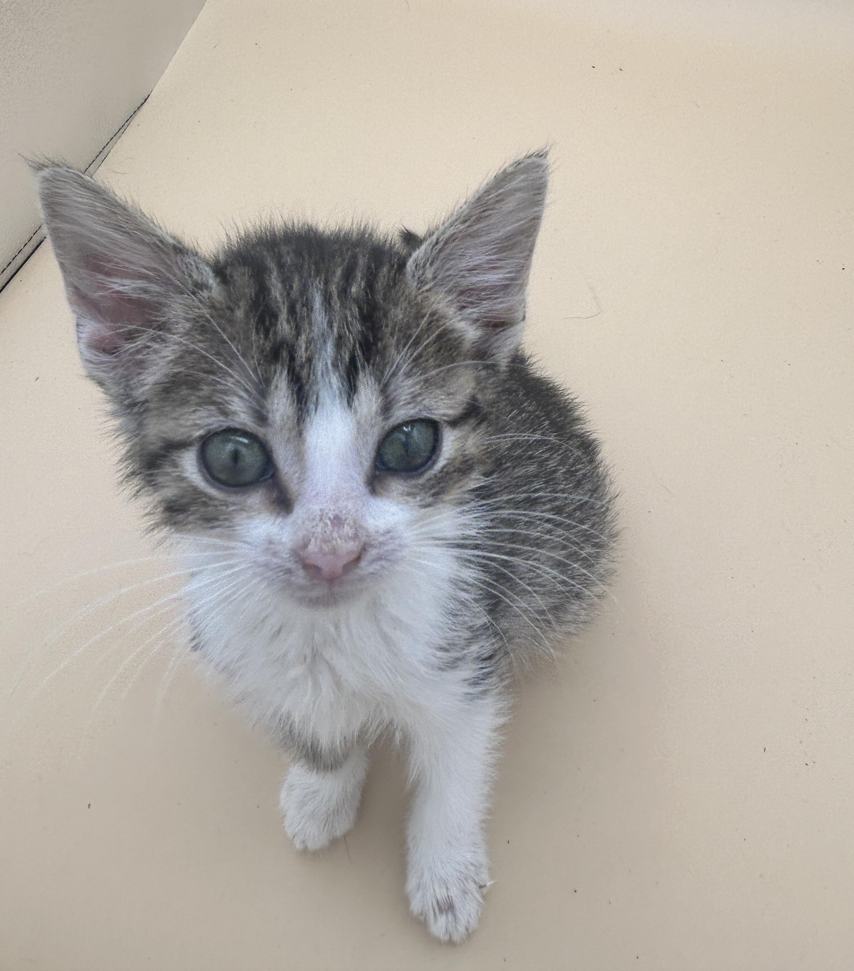 Heaven, Adoptable, Kitten Female Domestic Short Hair & Tabby.