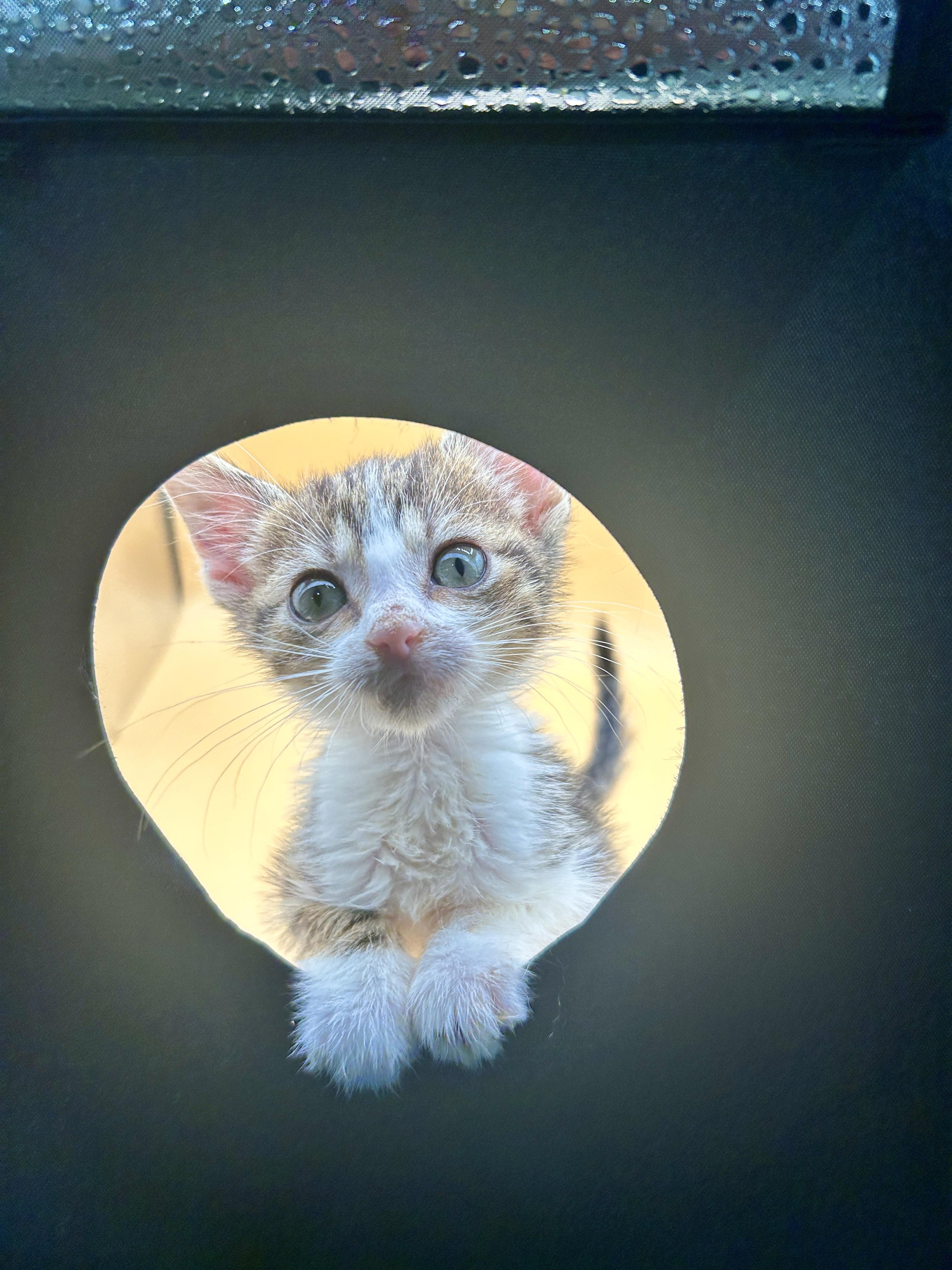 Heaven, a Adoptable mixed breed in New York, NY image 2/3