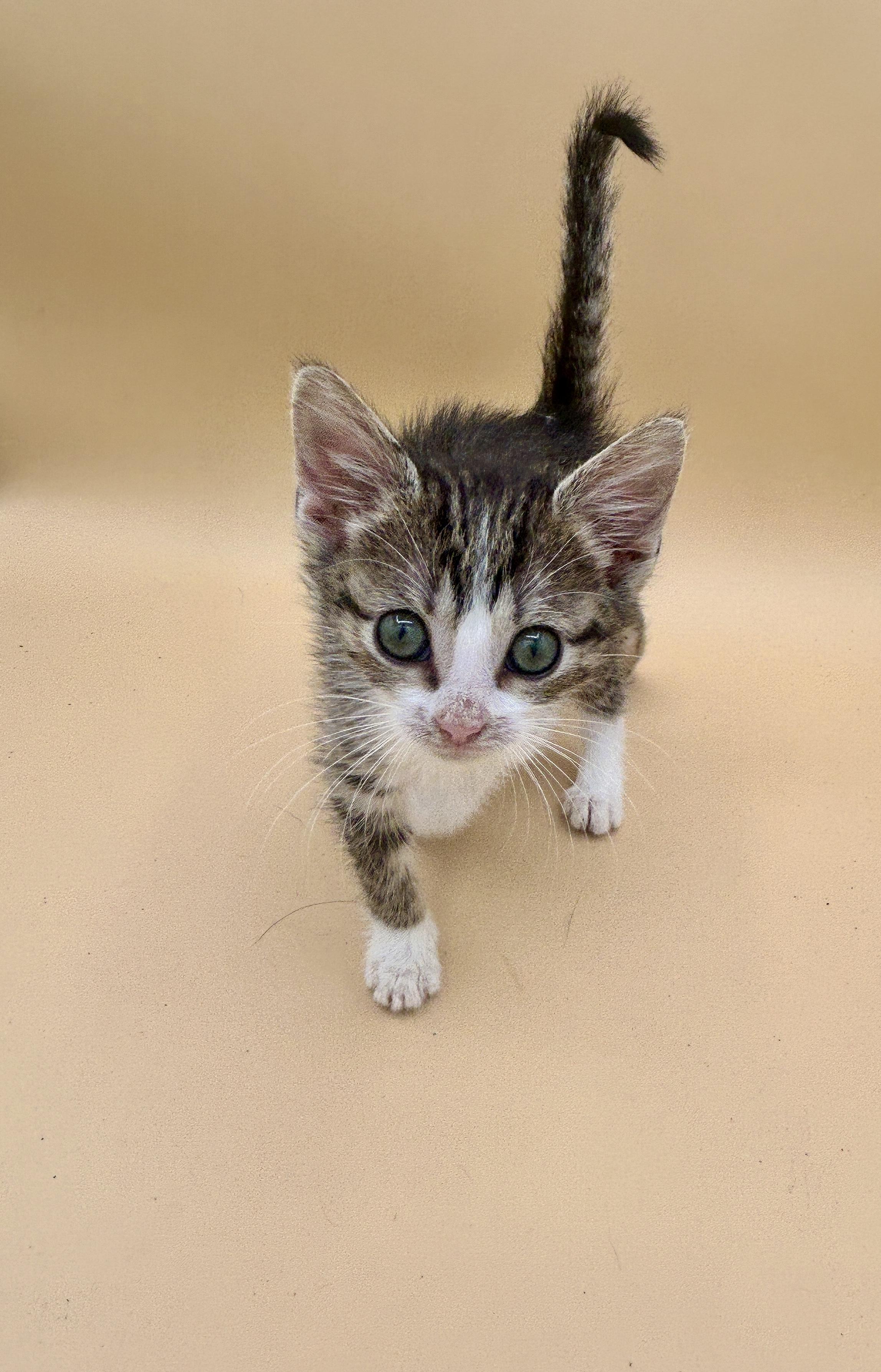 Heaven, a Adoptable mixed breed in New York, NY image 3/3